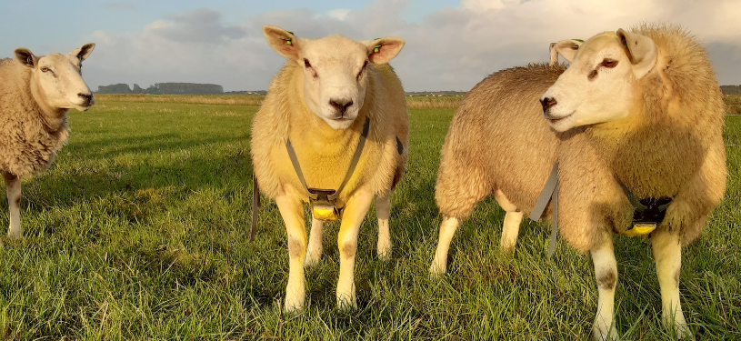 Kleurrijk najaar op Texel