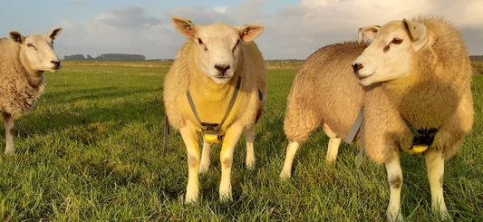 Kleurrijk najaar op Texel