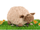 Gerkimex - Pluche schaap soft curly 25cm | knuffel schaap